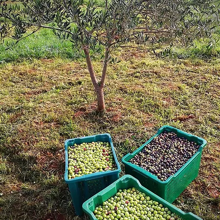 Merlo House Dol Hvar * Stari Grad (Hvar)